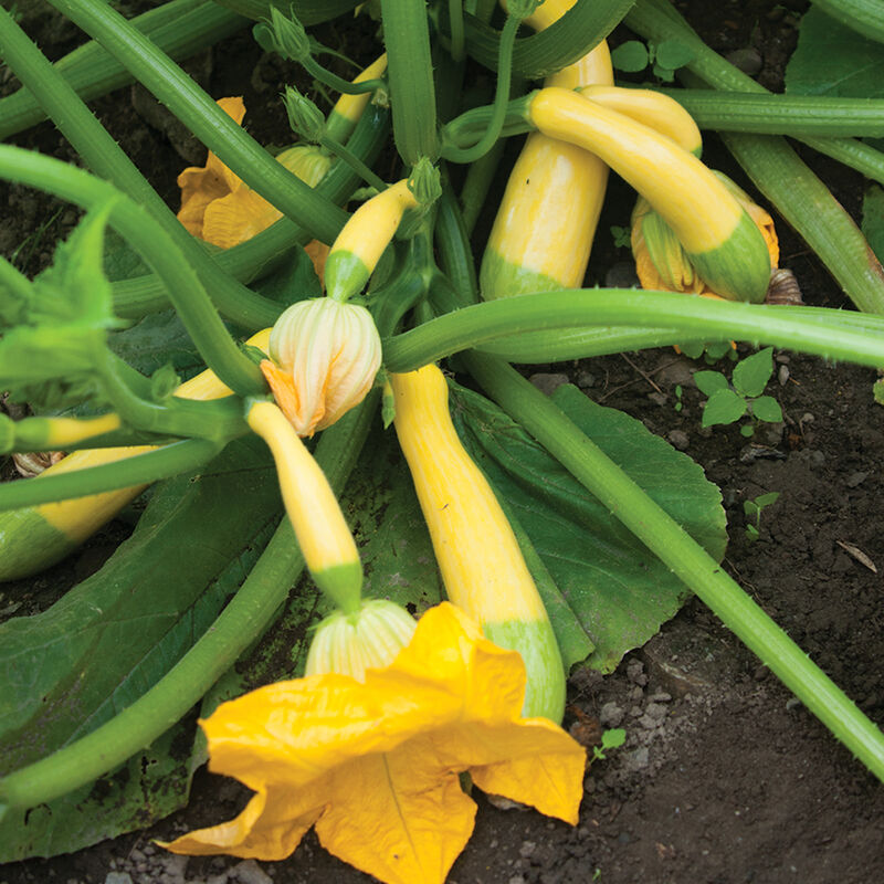 Growing Squash and Pumpkins