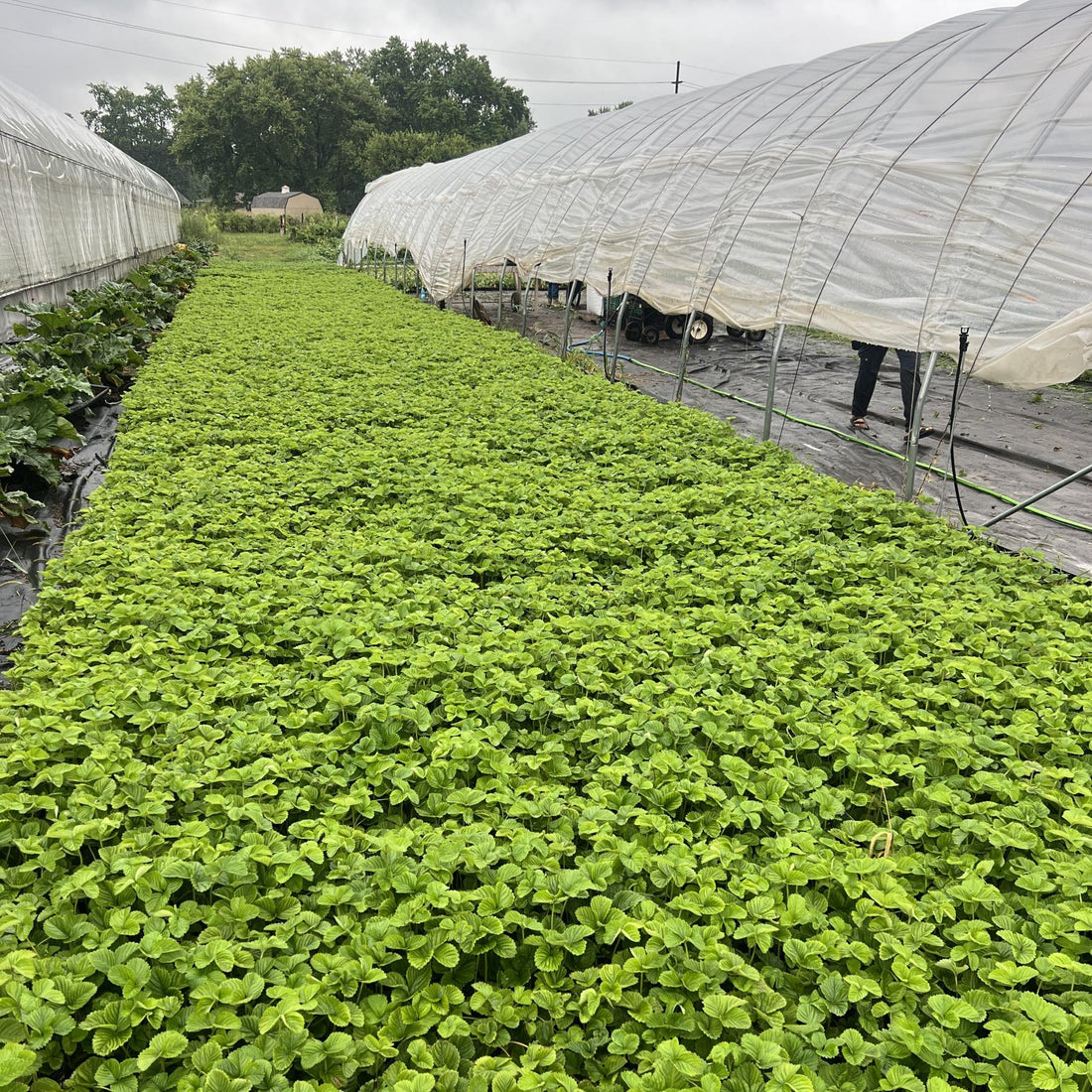 Strawberry Plugs vs Strawberry Tip Propagation
