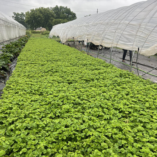 Strawberry Plugs vs Strawberry Tip Propagation