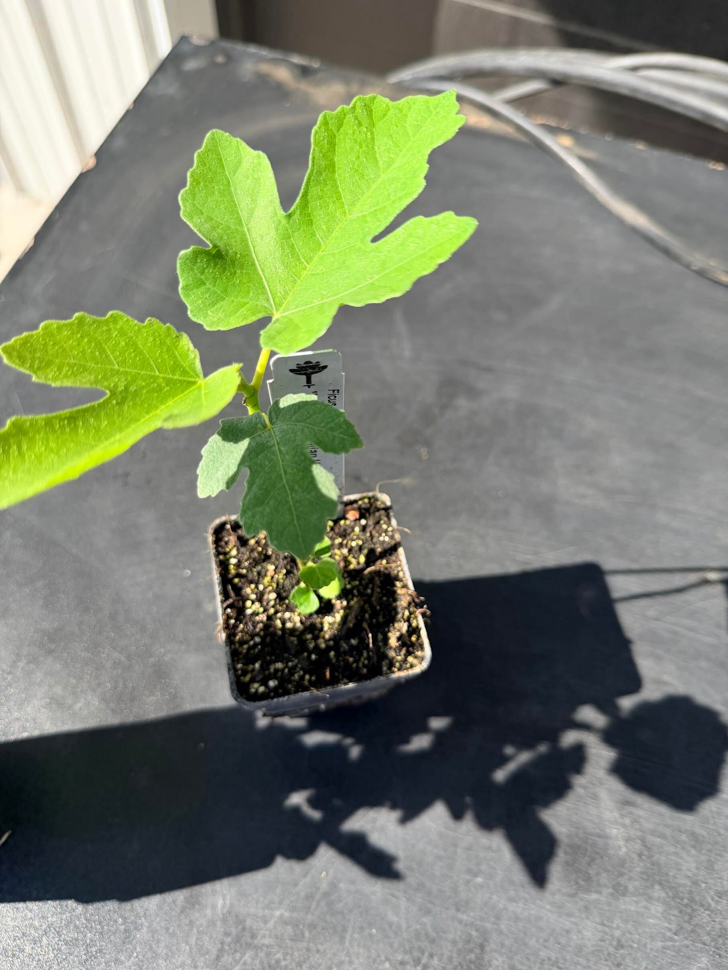 Italian Honey Fig
