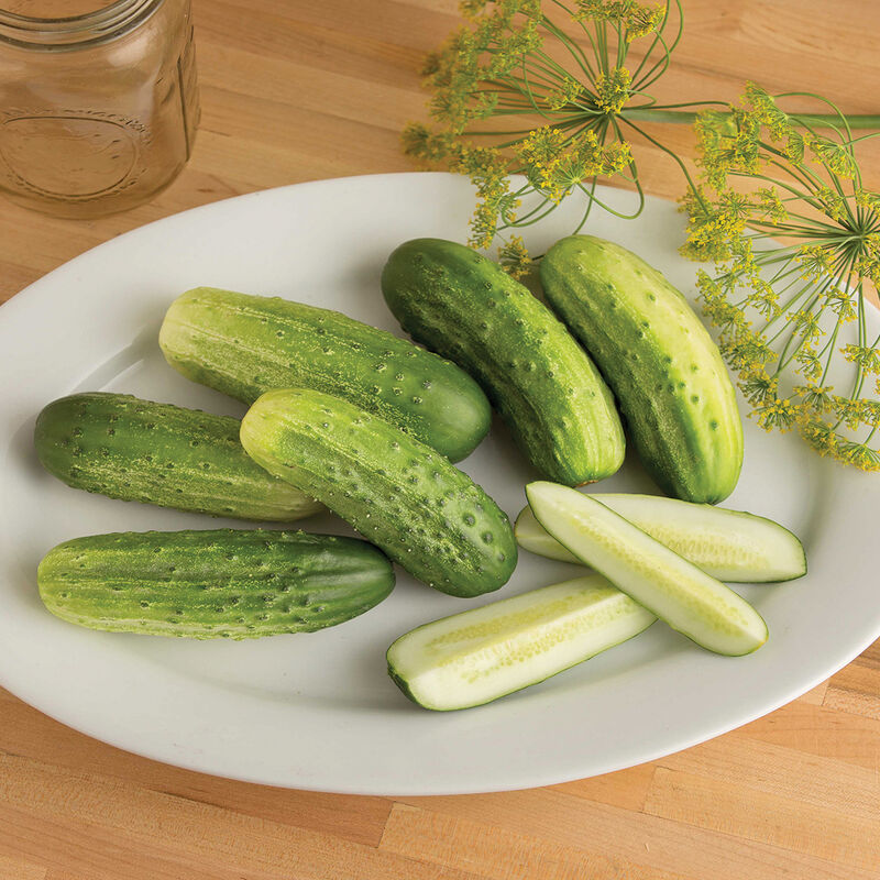 Cucumber, Pickling