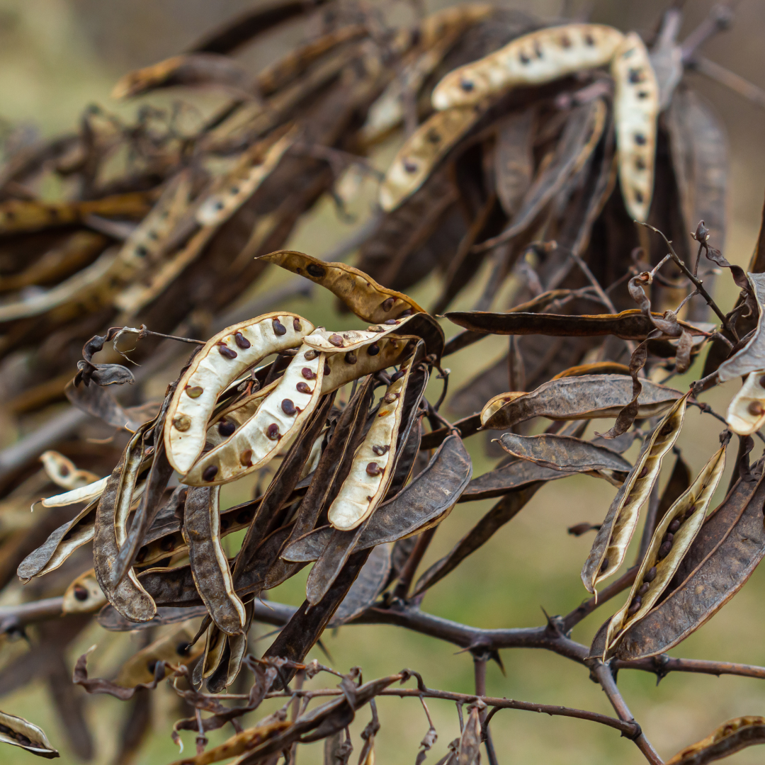 Black Locust Bareroot Trees