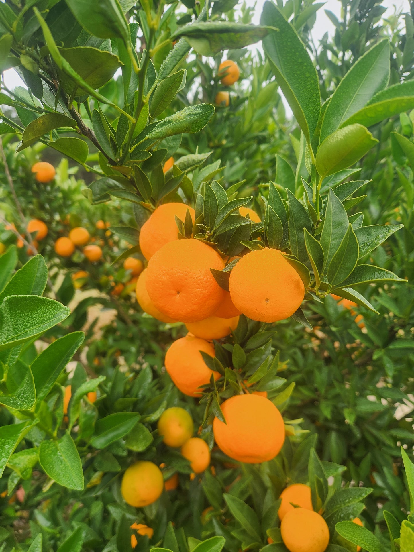 Bingo Mandarin- Bright Sweet Flavor!