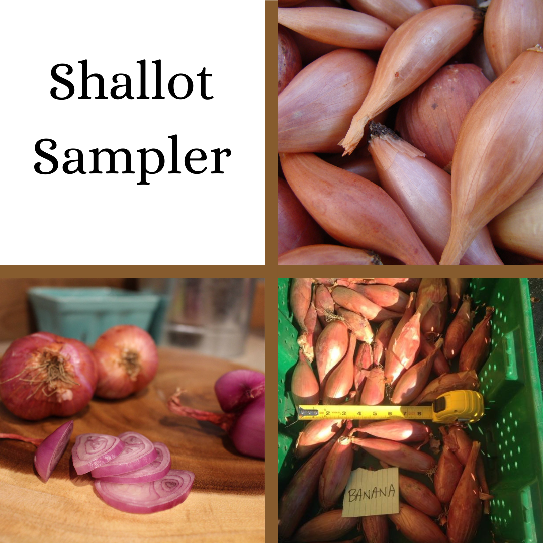 plant shallot seeds French Shallot Sampler (fall or spring plant)