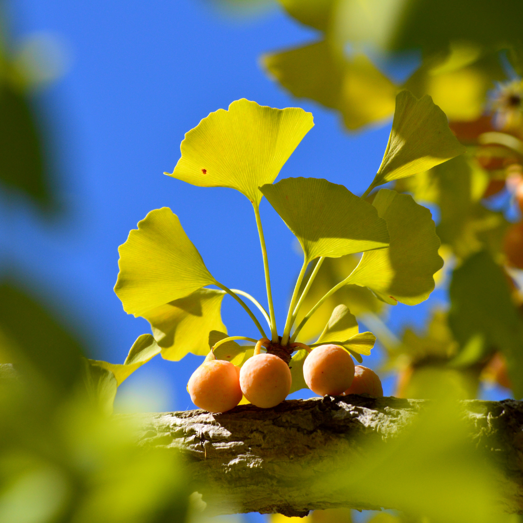 Ginkco biloba