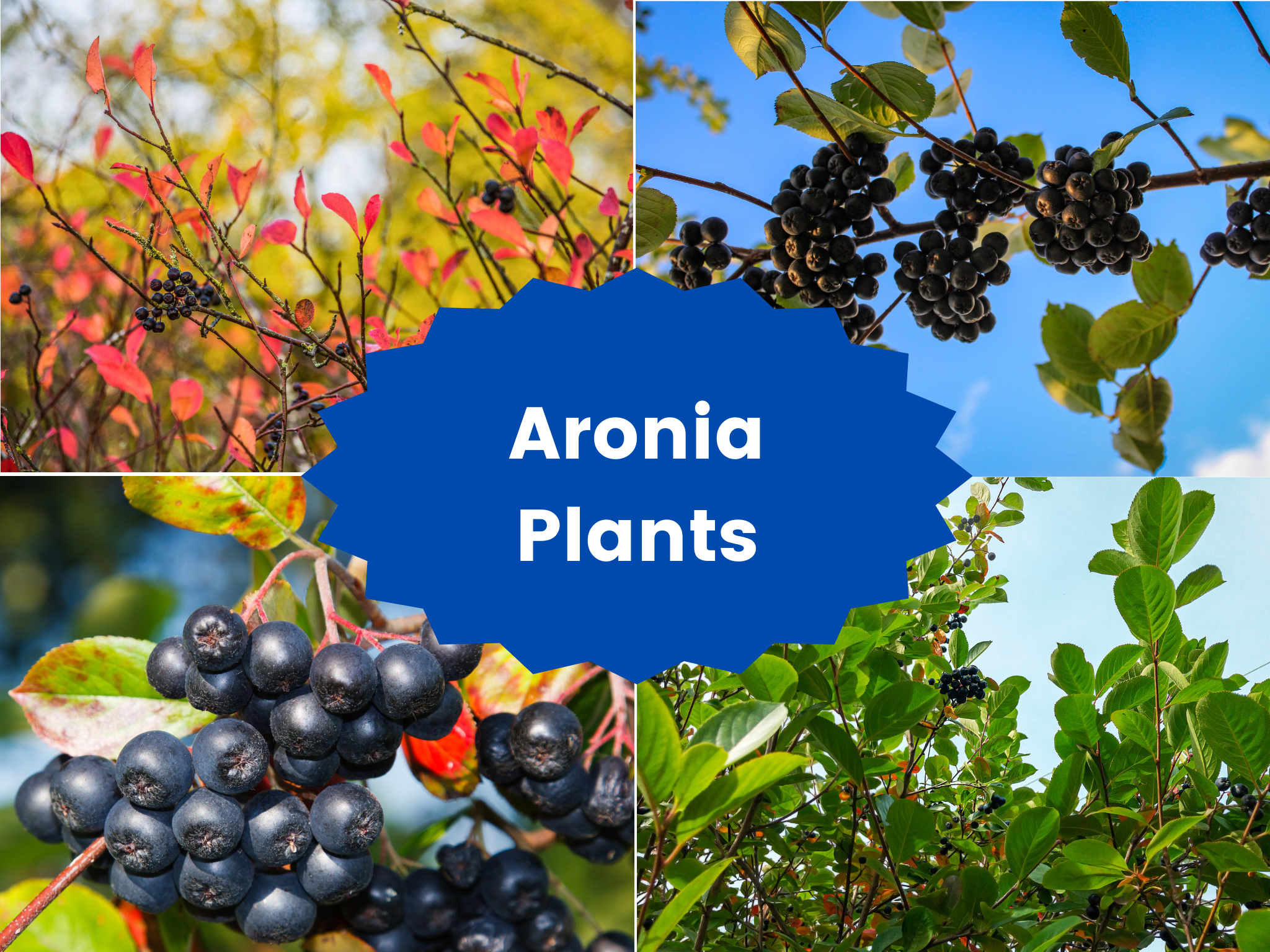 BerryBros&RuddBlair Athol2011 定価14,608円 Bareroot Aronia (Black Chokeberry) – A Native Superfruit with
