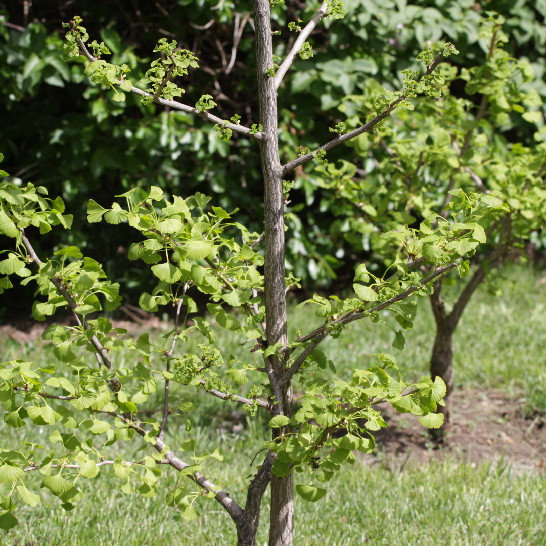 Ginkco biloba