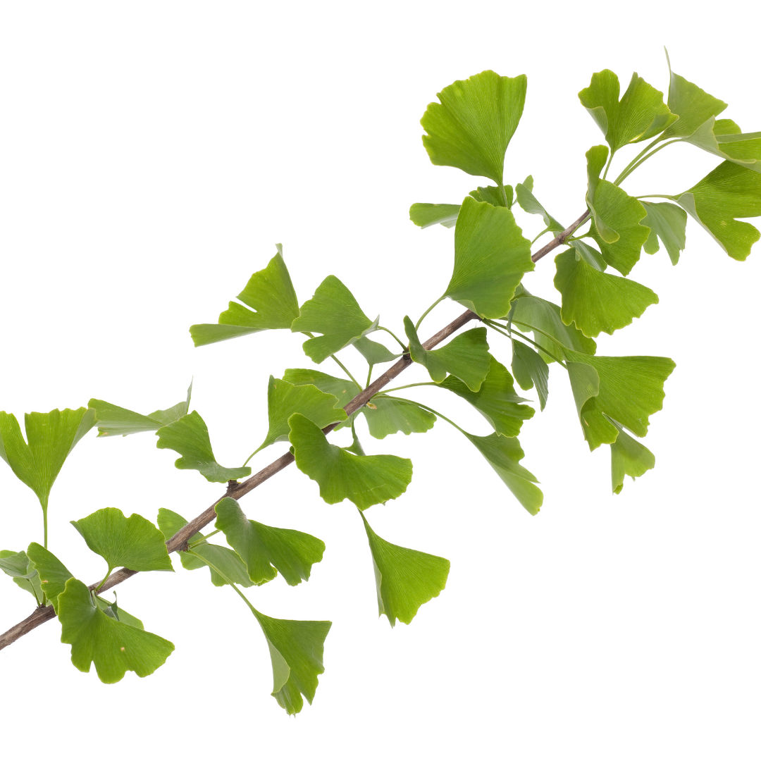 Ginkco biloba