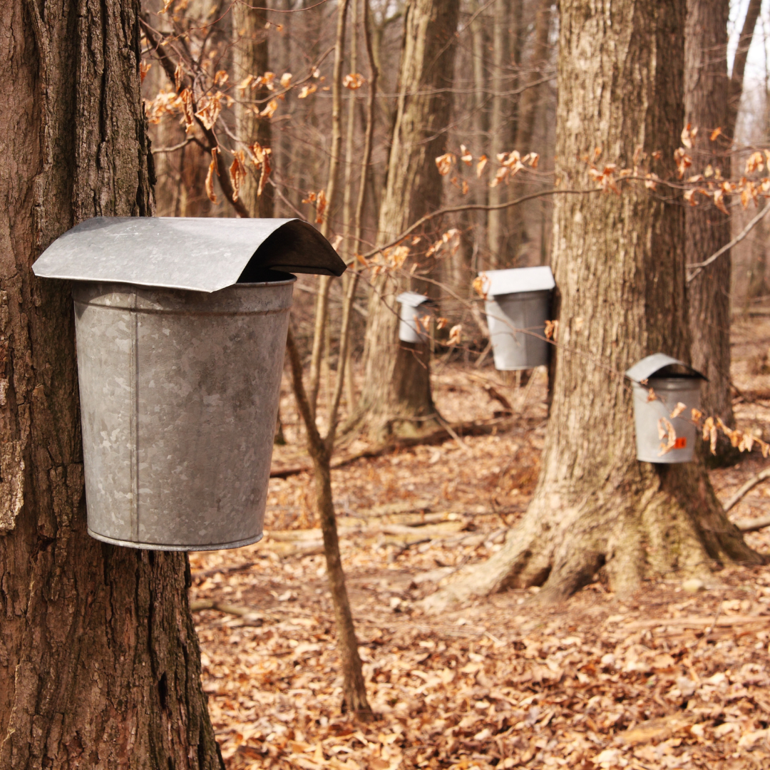 Organic Maple Syrup