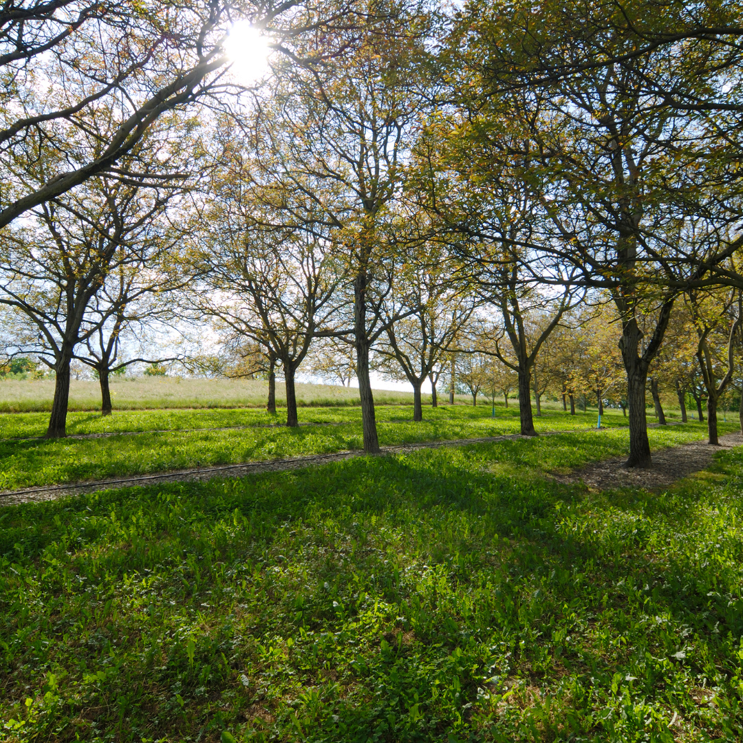 Black Walnut Bareroot Trees