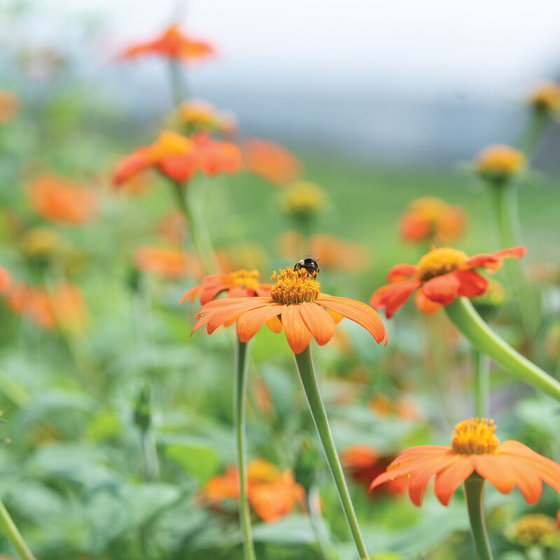 Mexican Sunflower (Tithonia rotundifolia)