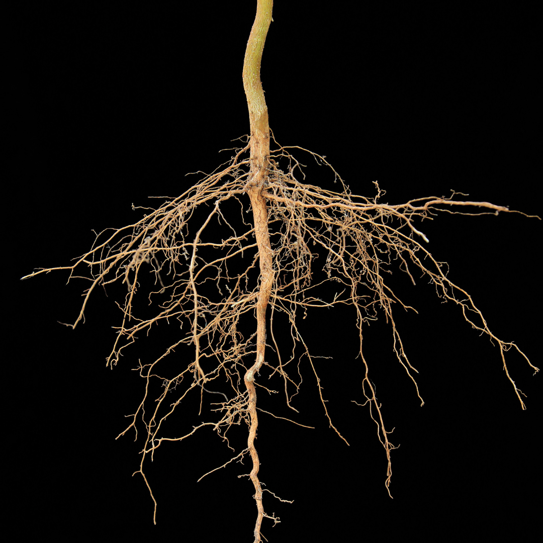 Osage Orange Bareroot Tree