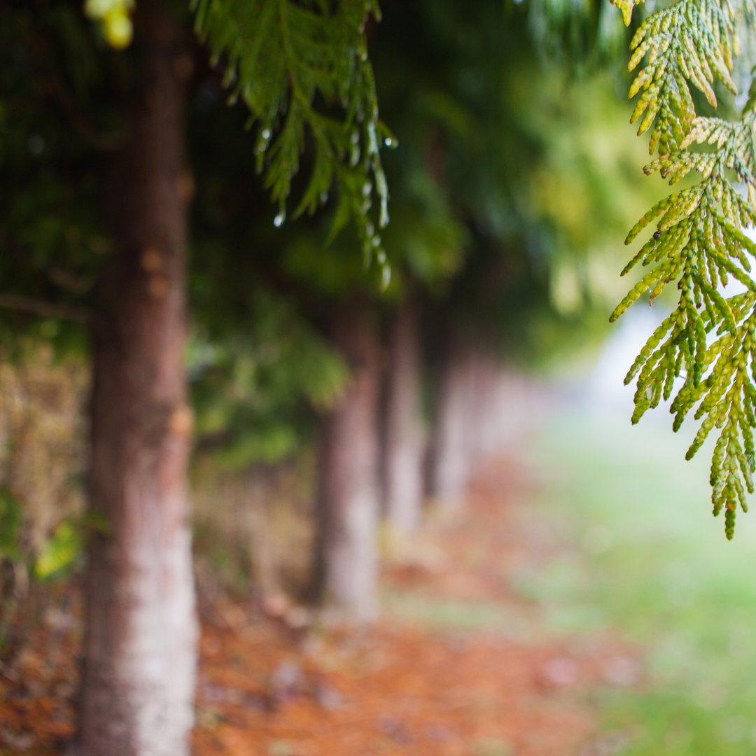 White Cedar BareRoot tree