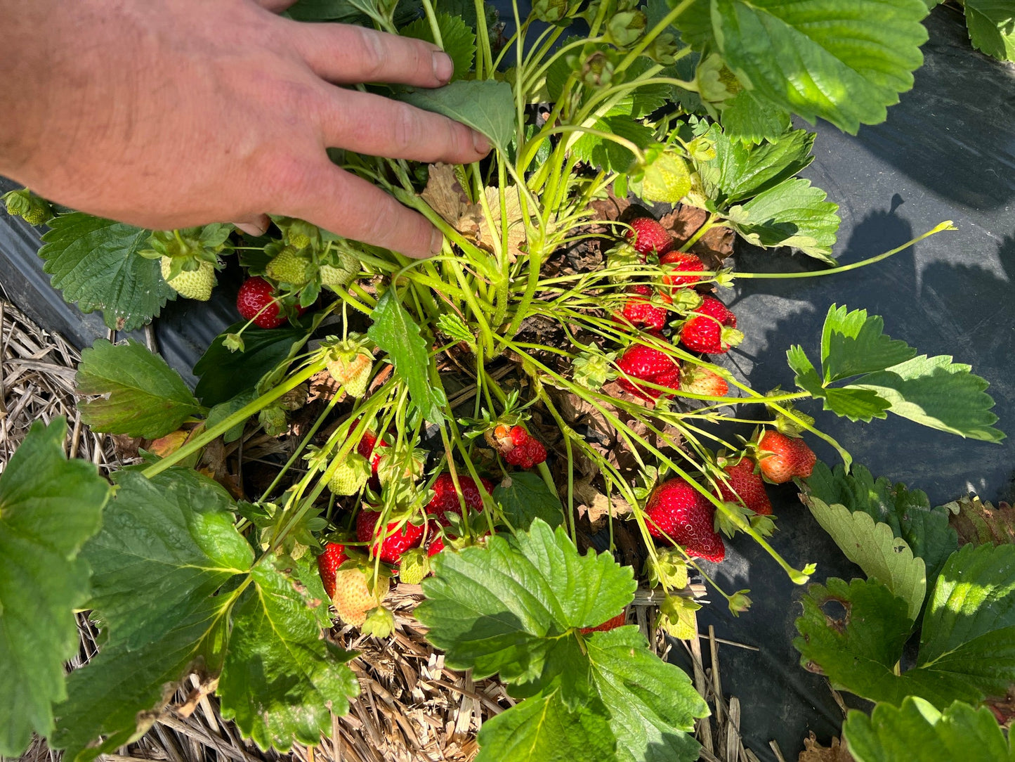 Berry Boost ~ Biochar and Nutrient Pack for Strawberry Success