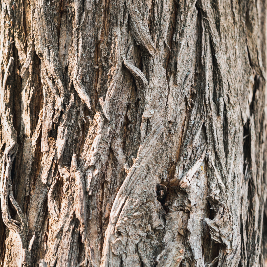 Osage Orange Bareroot Tree