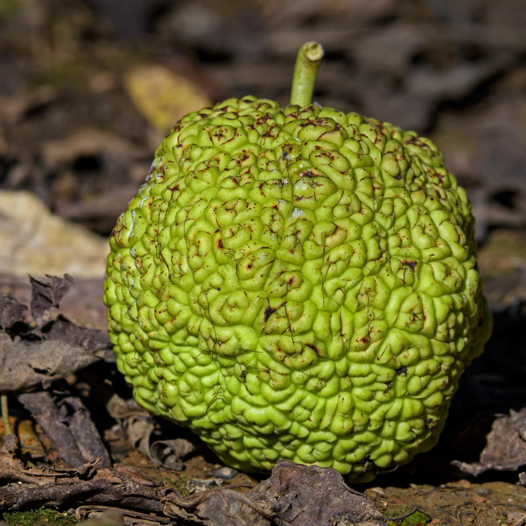Osage Orange Bareroot Tree