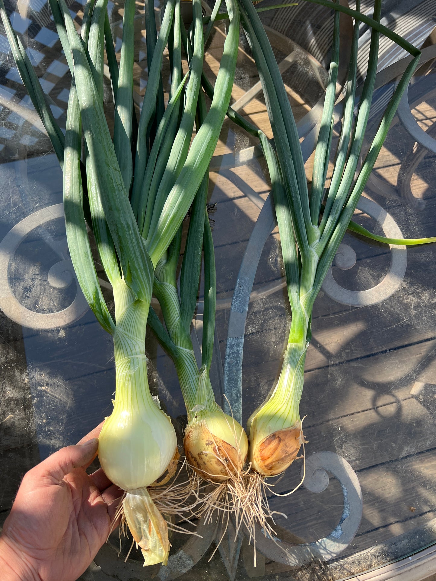 Shakespeare Onion Sets (Forum Substitution)