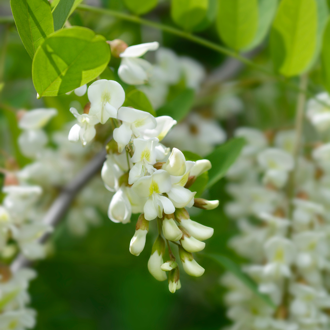 Black Locust Bareroot Trees
