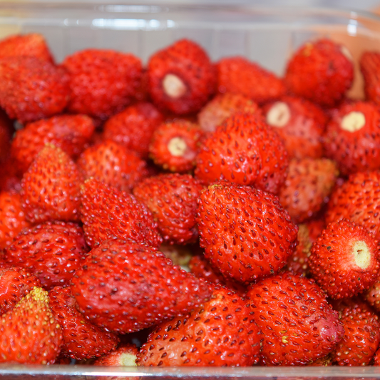 Reine Des Vallees Strawberry Plants- FREE SHIPPING