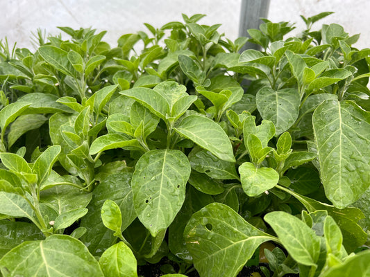 Ashwagandha Plant (Withania somnifera)