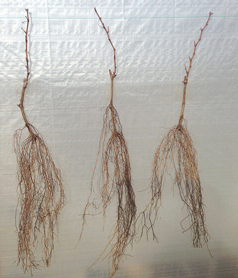 Concord Grape Vine (Seeded)