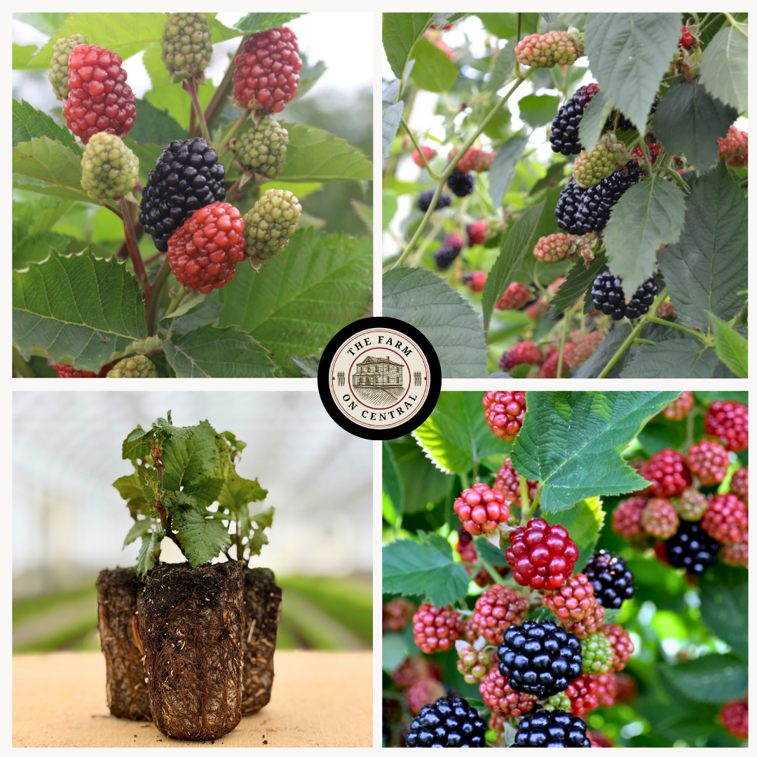 PA Freedom Blackberry Plant – The Farm On Central