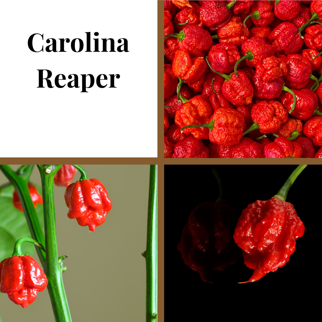 Pepper, Carolina Reaper