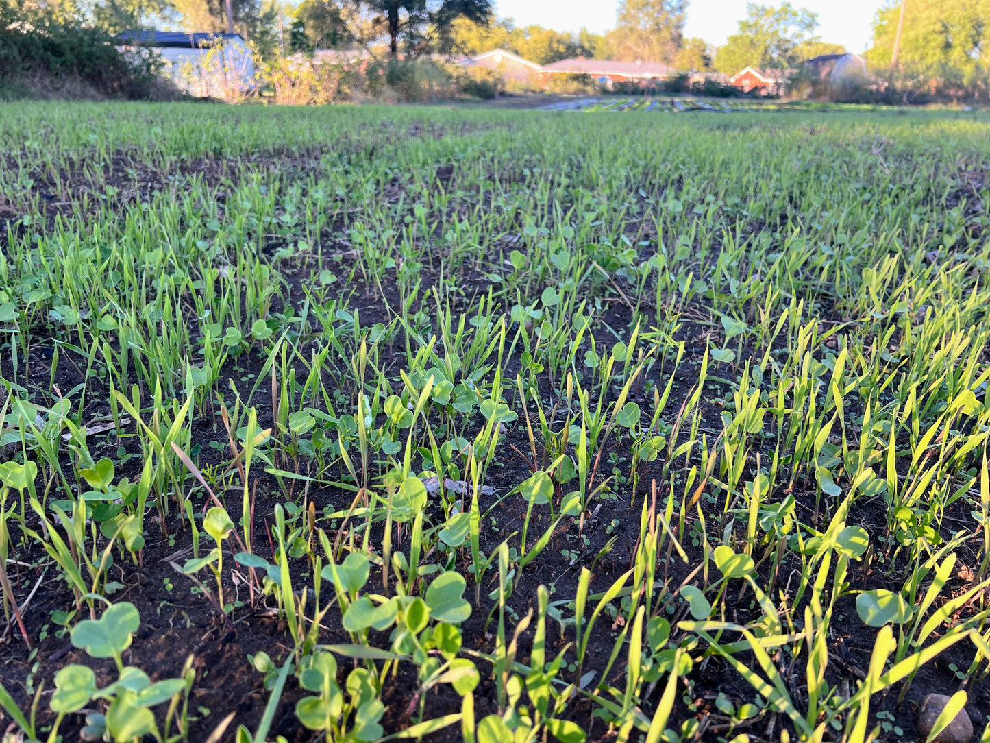 Overwintering Cover Crop Mix: Hardy Protection for Year-Round Soil Health