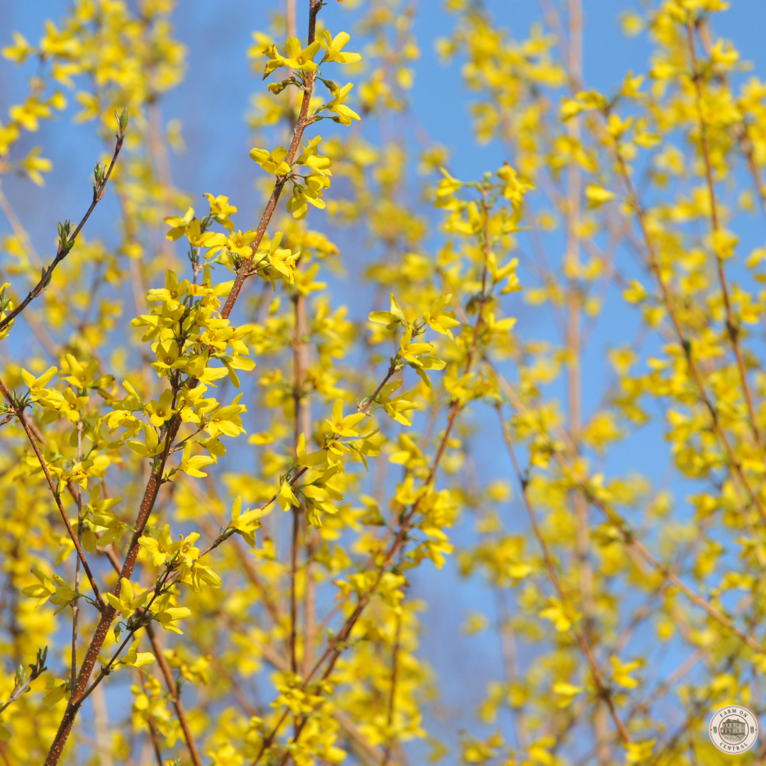 Forsythia (Forsythia x intermedia)