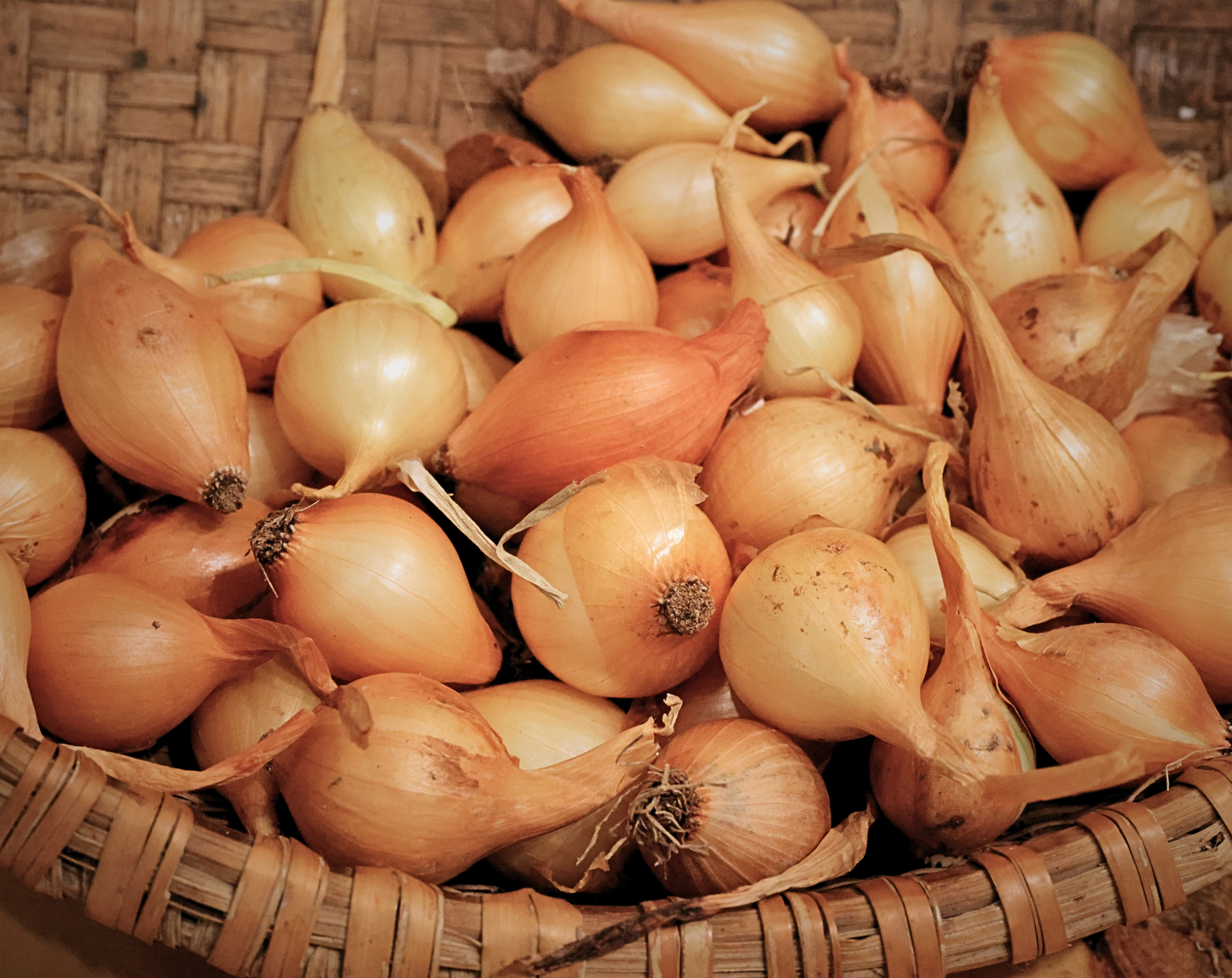 Shakespeare Onion Sets (Forum Substitution)