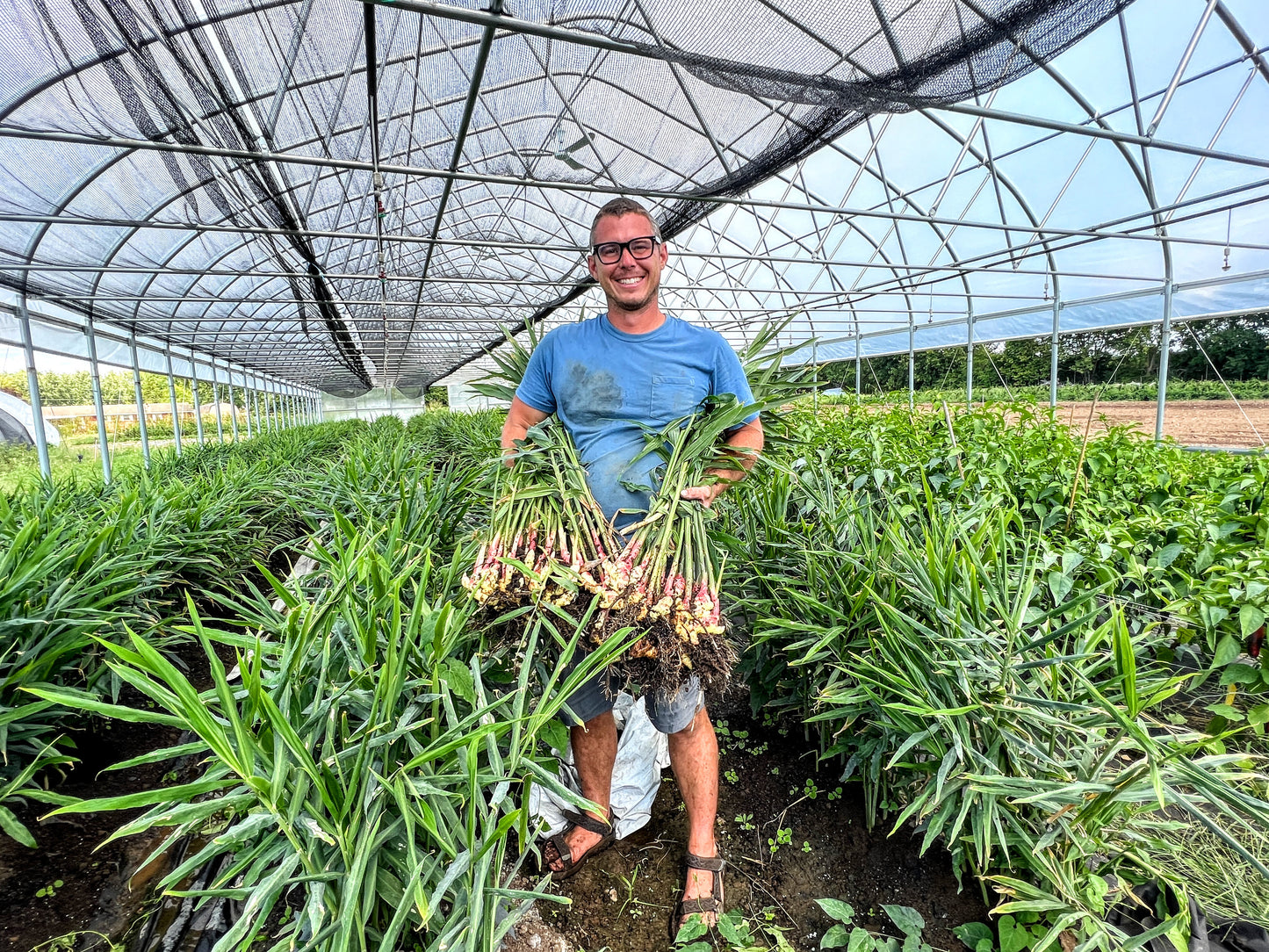 Ginger Seed
