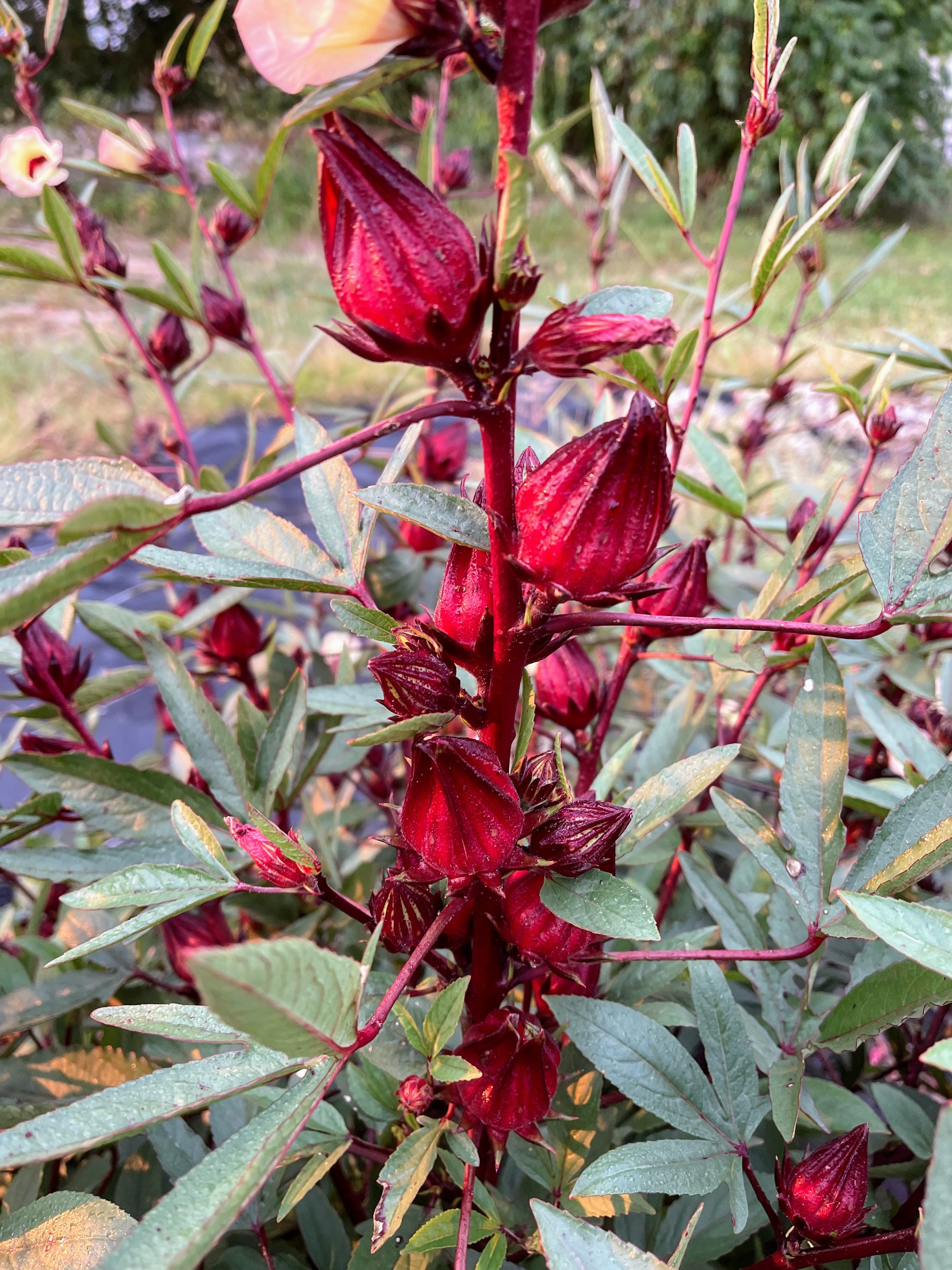 roselle plant in pot Roselle Hibiscus