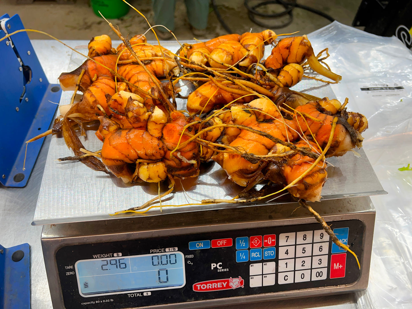 Turmeric Seed Rhizomes (Sample Packs) ~ PREORDER
