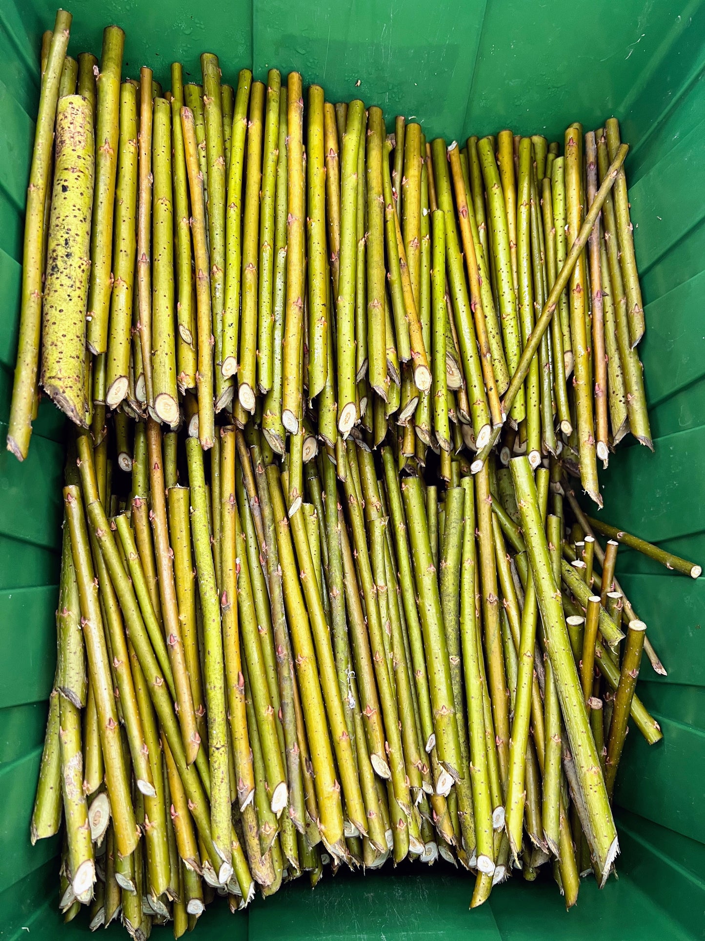 Showy Willow Mix for Floral Arrangements