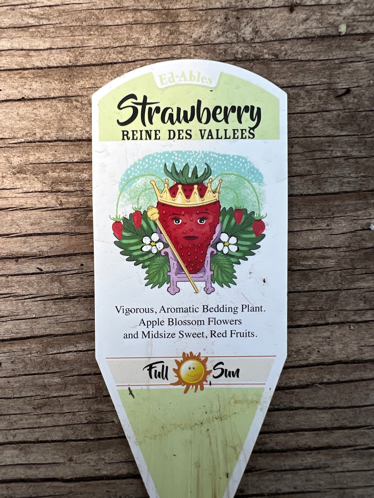 Reine Des Vallees Strawberry Plants- FREE SHIPPING