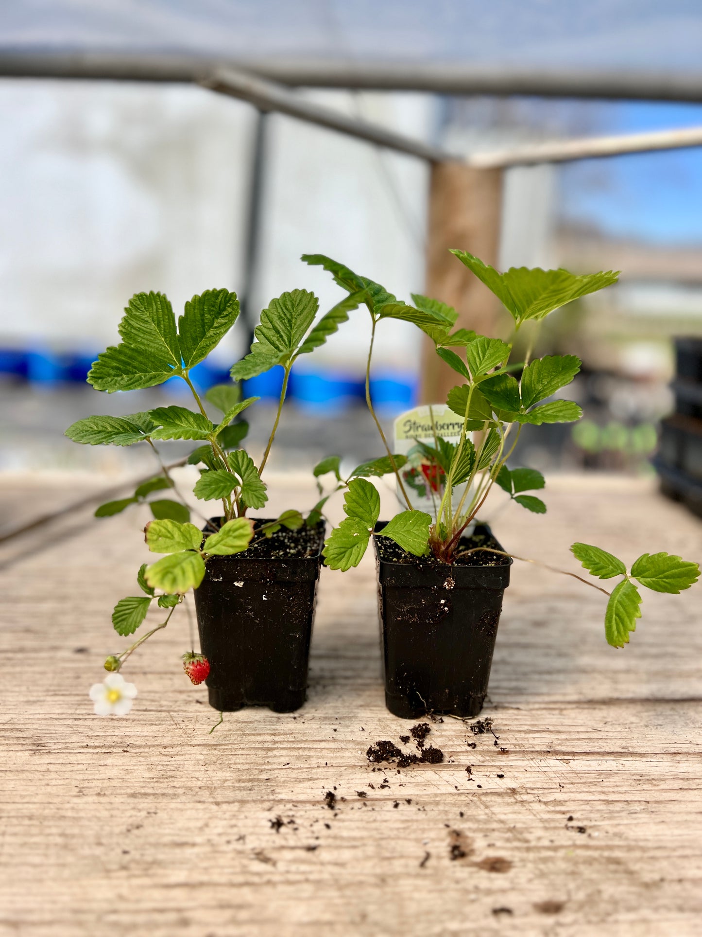 Reine Des Vallees Strawberry Plants- FREE SHIPPING