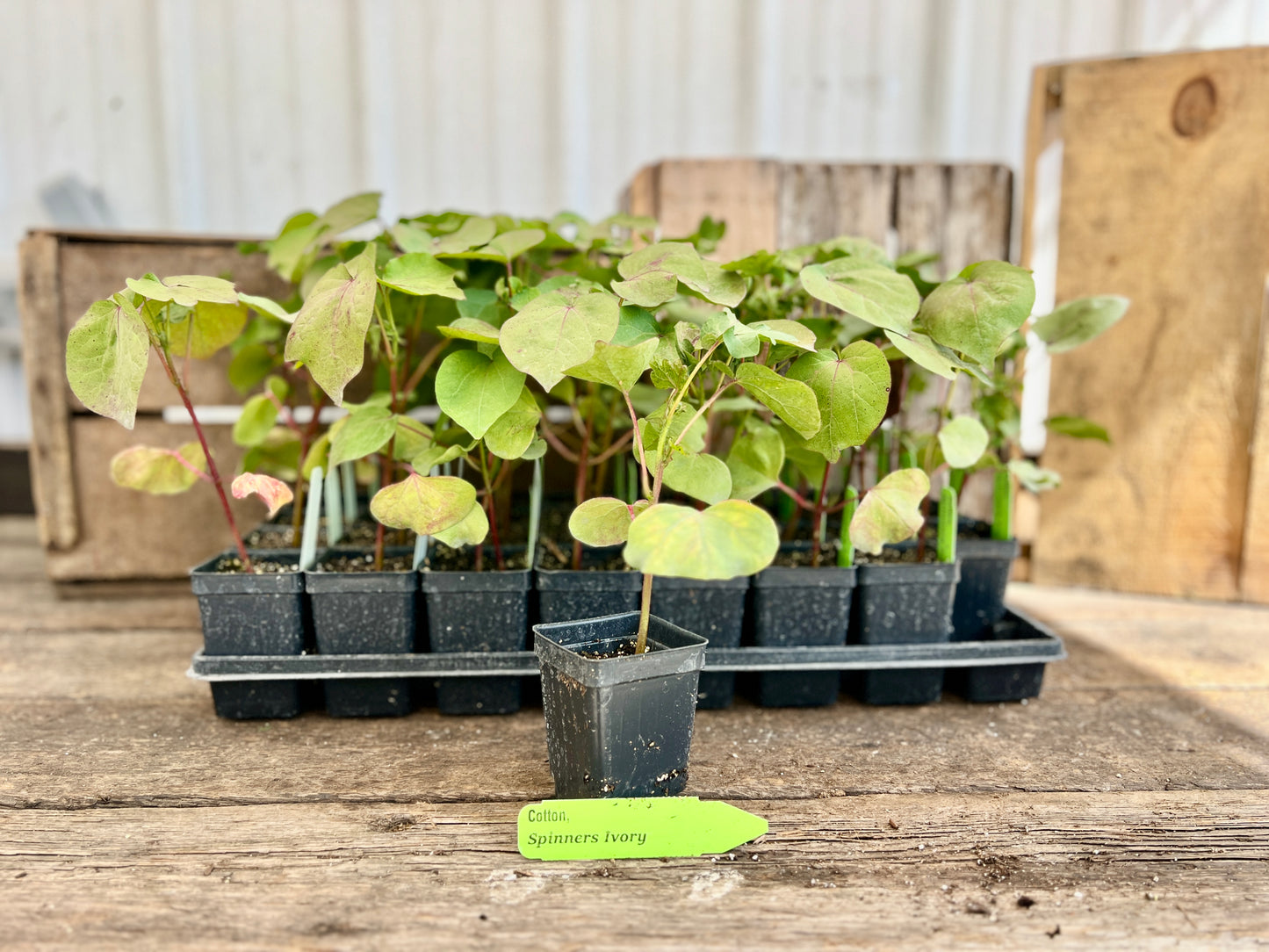 Spinner's Ivory Cotton Plant (Gossypium hirsutum 'Spinner's Ivory')
