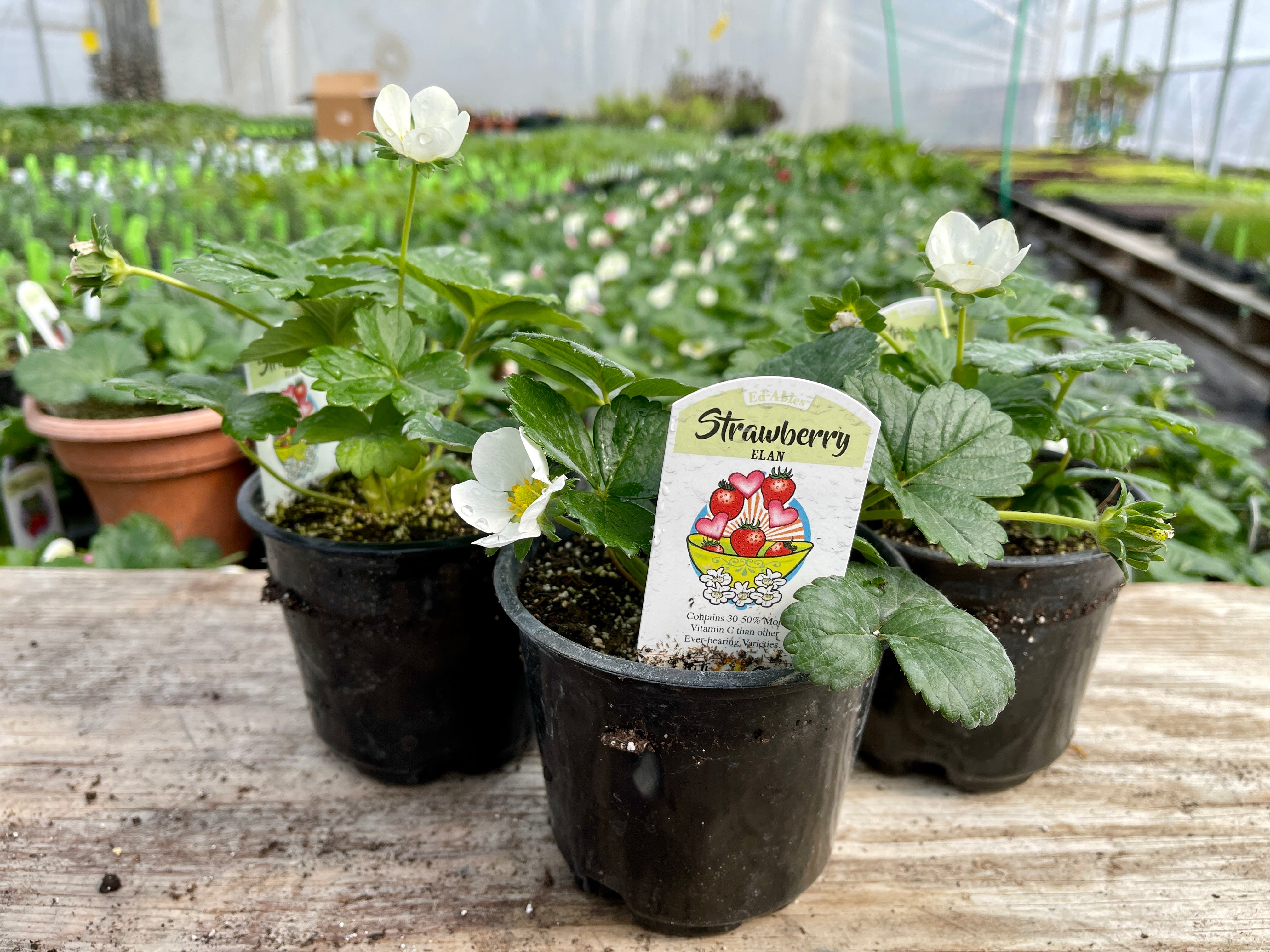 elan strawberry seeds Elan Strawberry Plant (Local Pickup Only