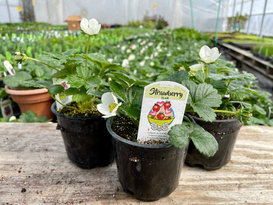 Elan Strawberry Plant (Fragaria x ananassa 'Elan')
