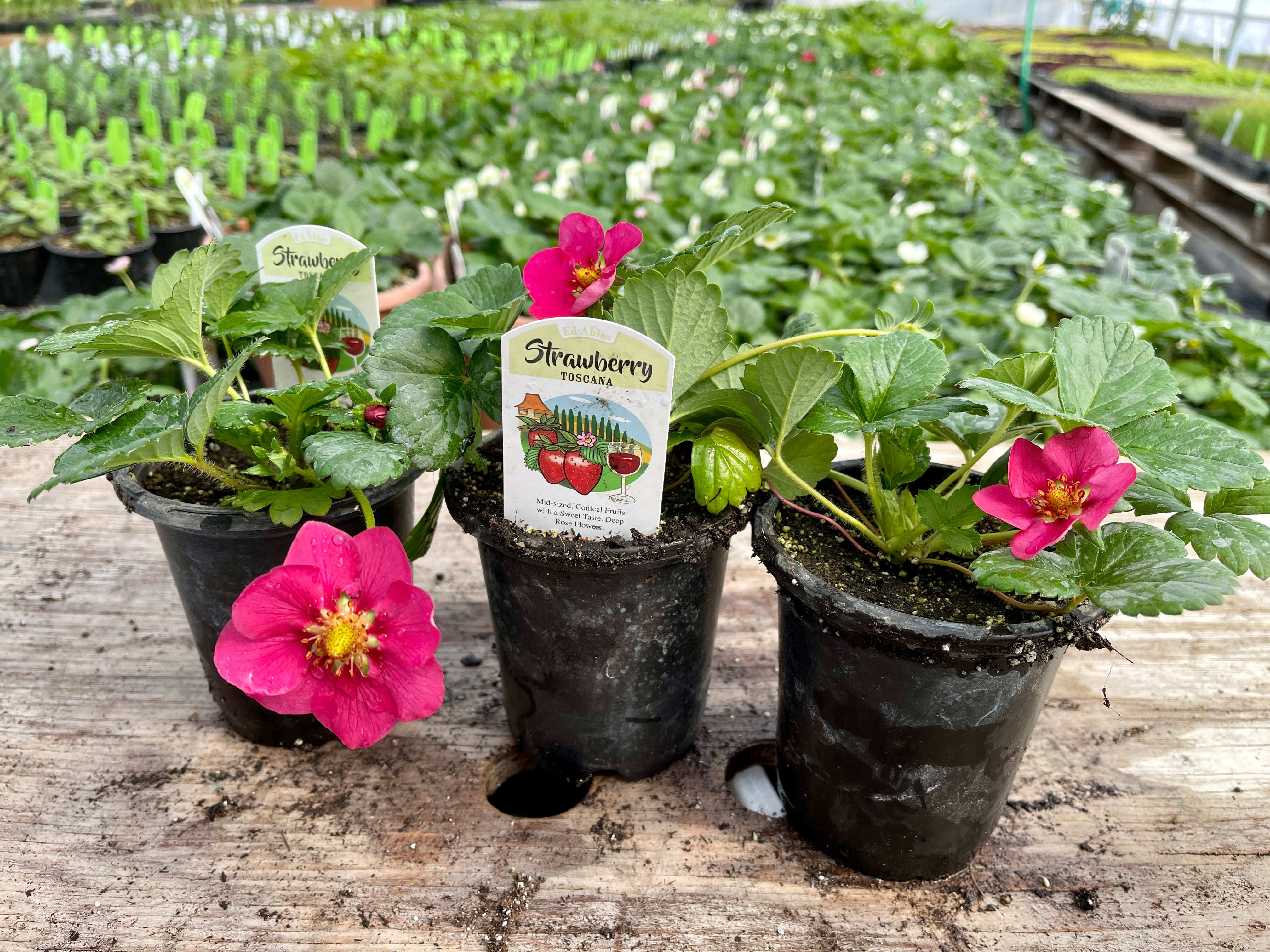 strawberry plants in pots Toscana Strawberry Plants – The Farm On Central