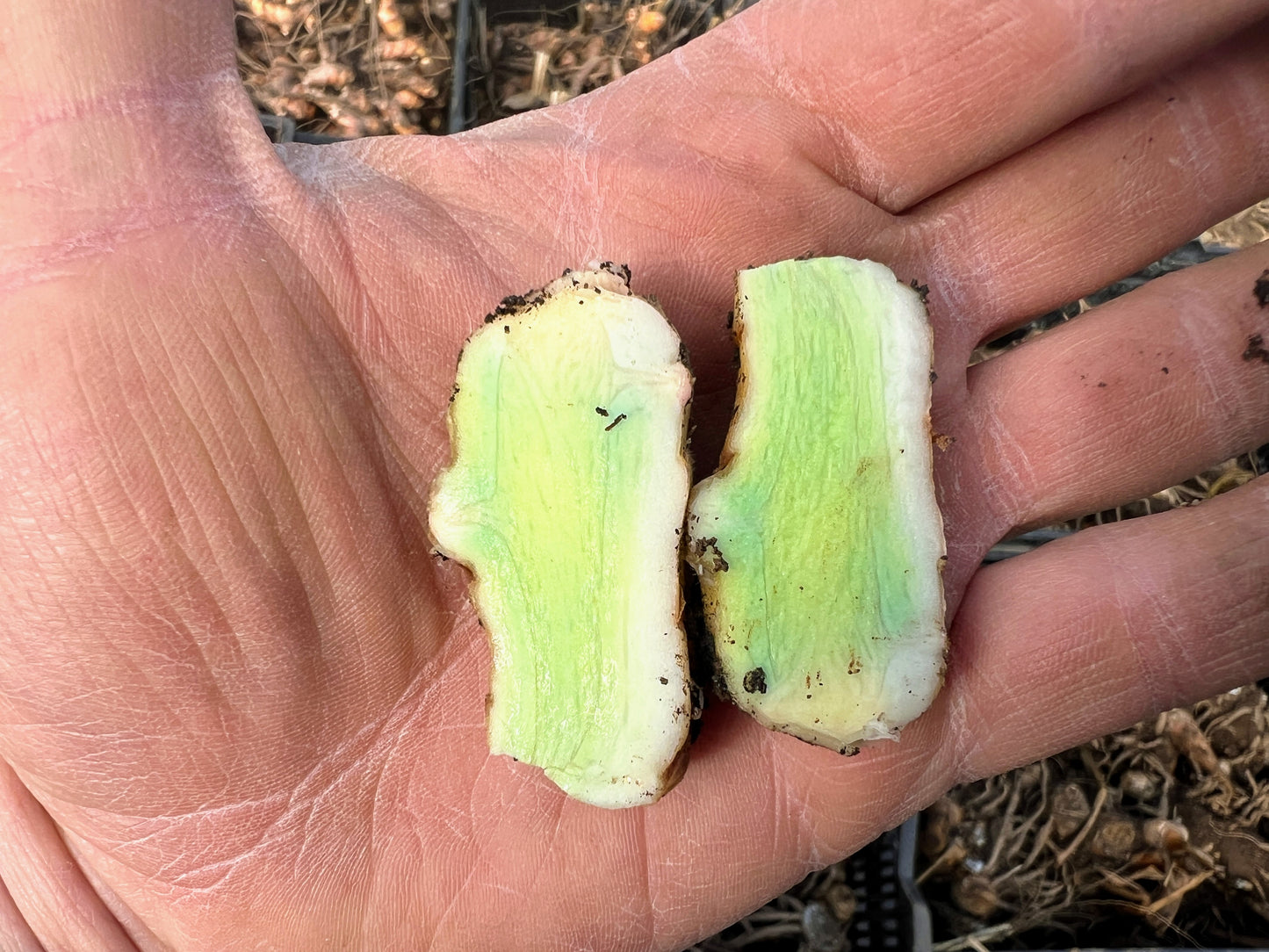 Turmeric Seed Rhizomes (Sample Packs) ~ PREORDER
