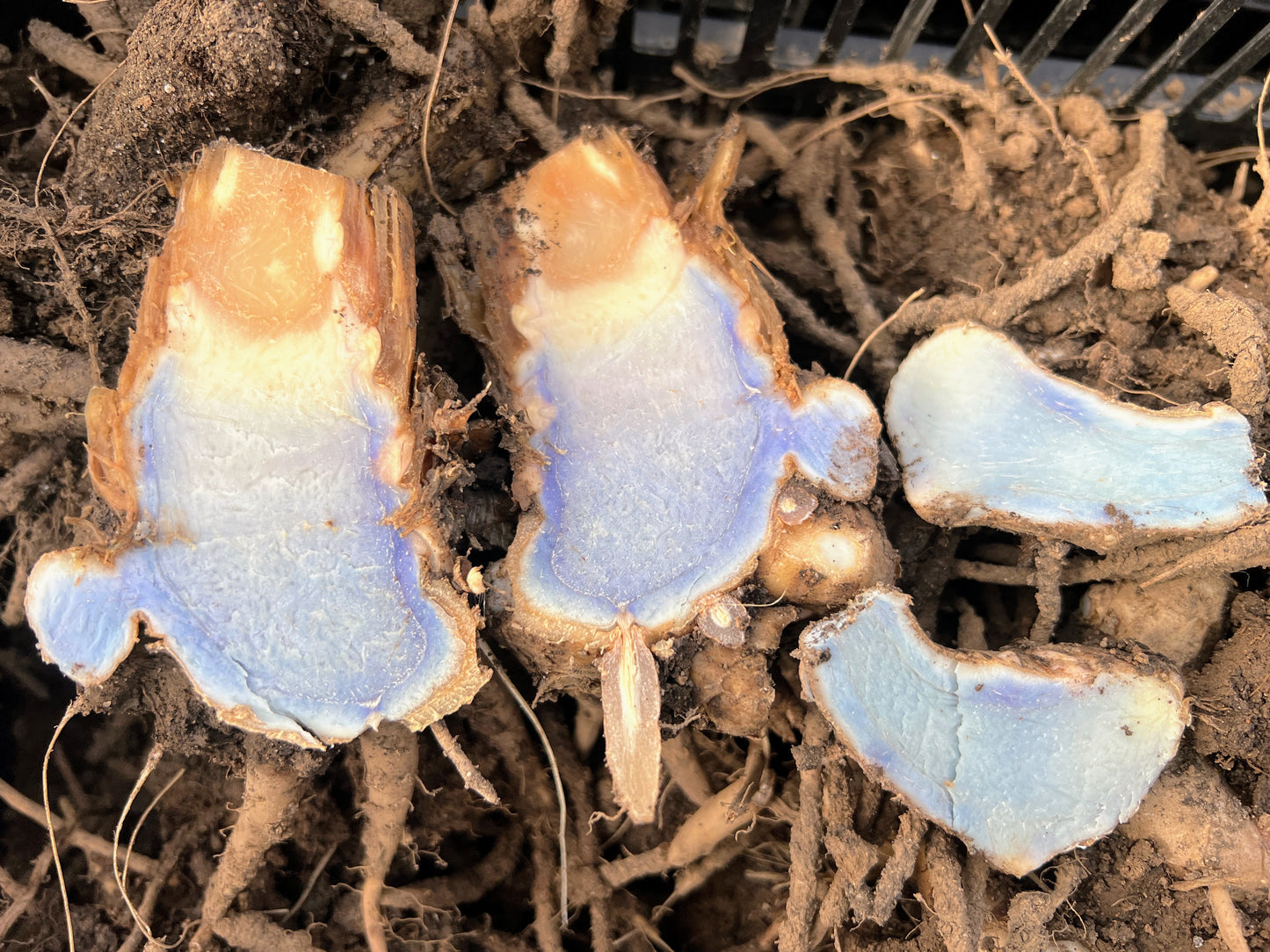 Turmeric Seed Rhizomes (Sample Packs) ~ PREORDER