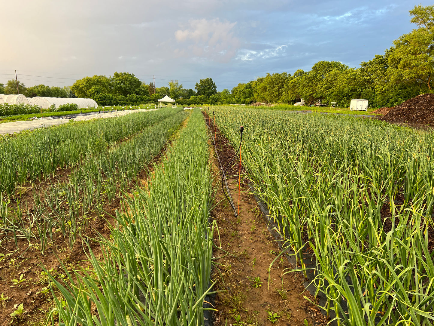White Spanish Onion Plants (Long-Day)