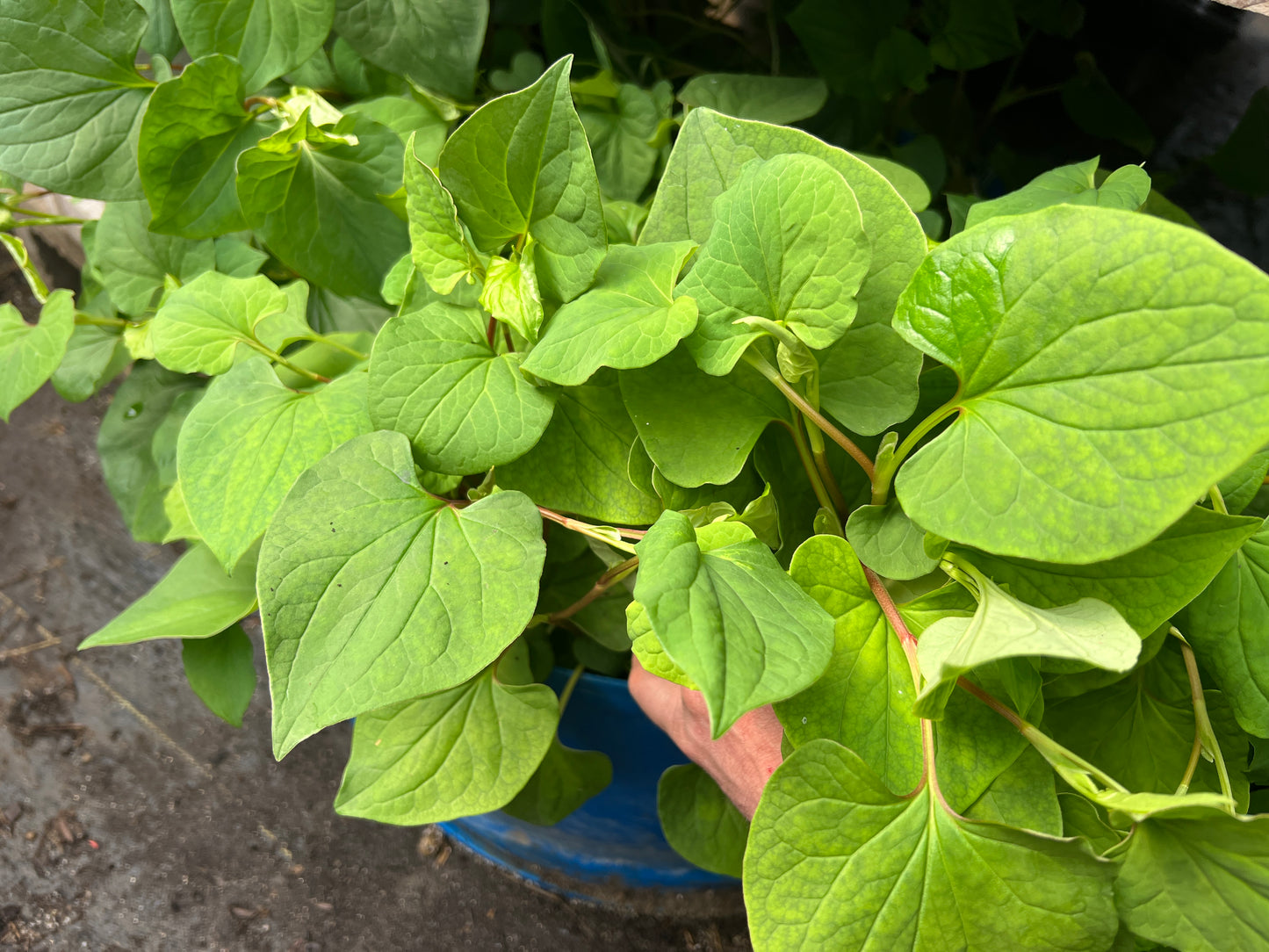 Fish Mint (Houttuynia cordata) - Root Cuttings