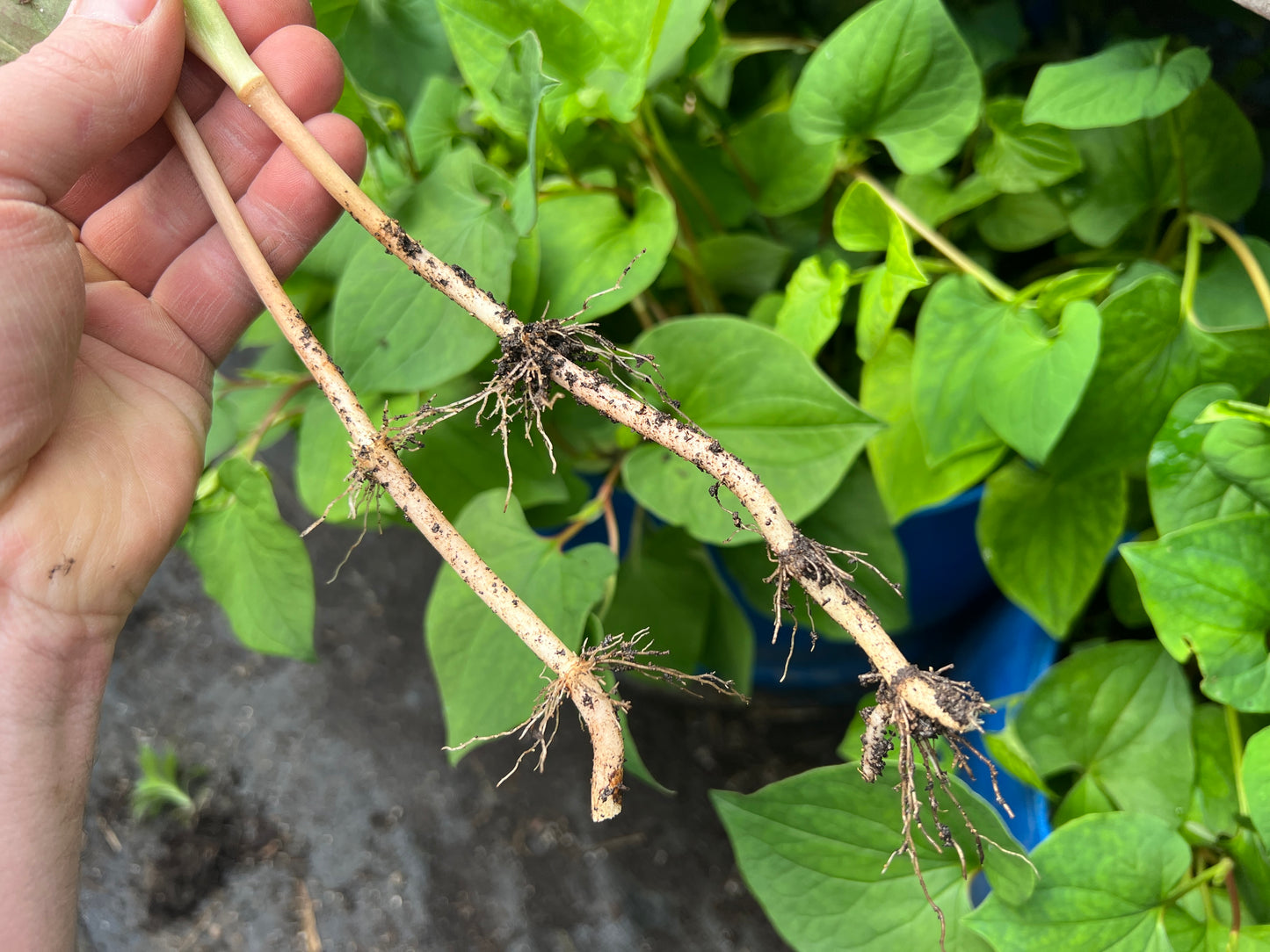 Fish Mint (Houttuynia cordata) - Root Cuttings