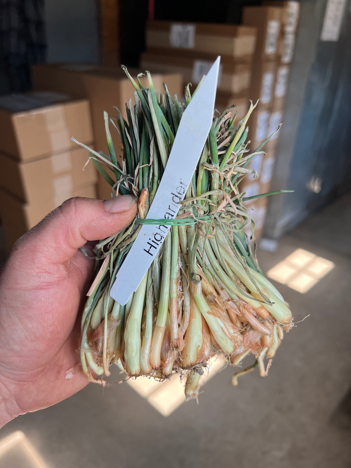 Fresh Dug Onion Plants