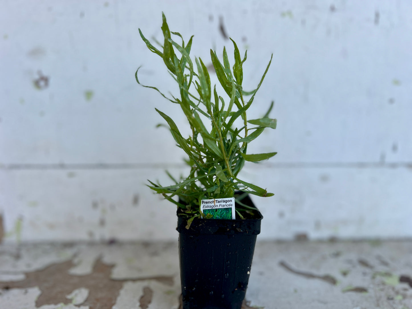 French Tarragon Plant (Artemisia dracunculus var. sativa)