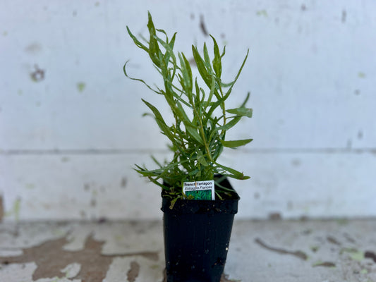 French Tarragon Plant (Artemisia dracunculus var. sativa)