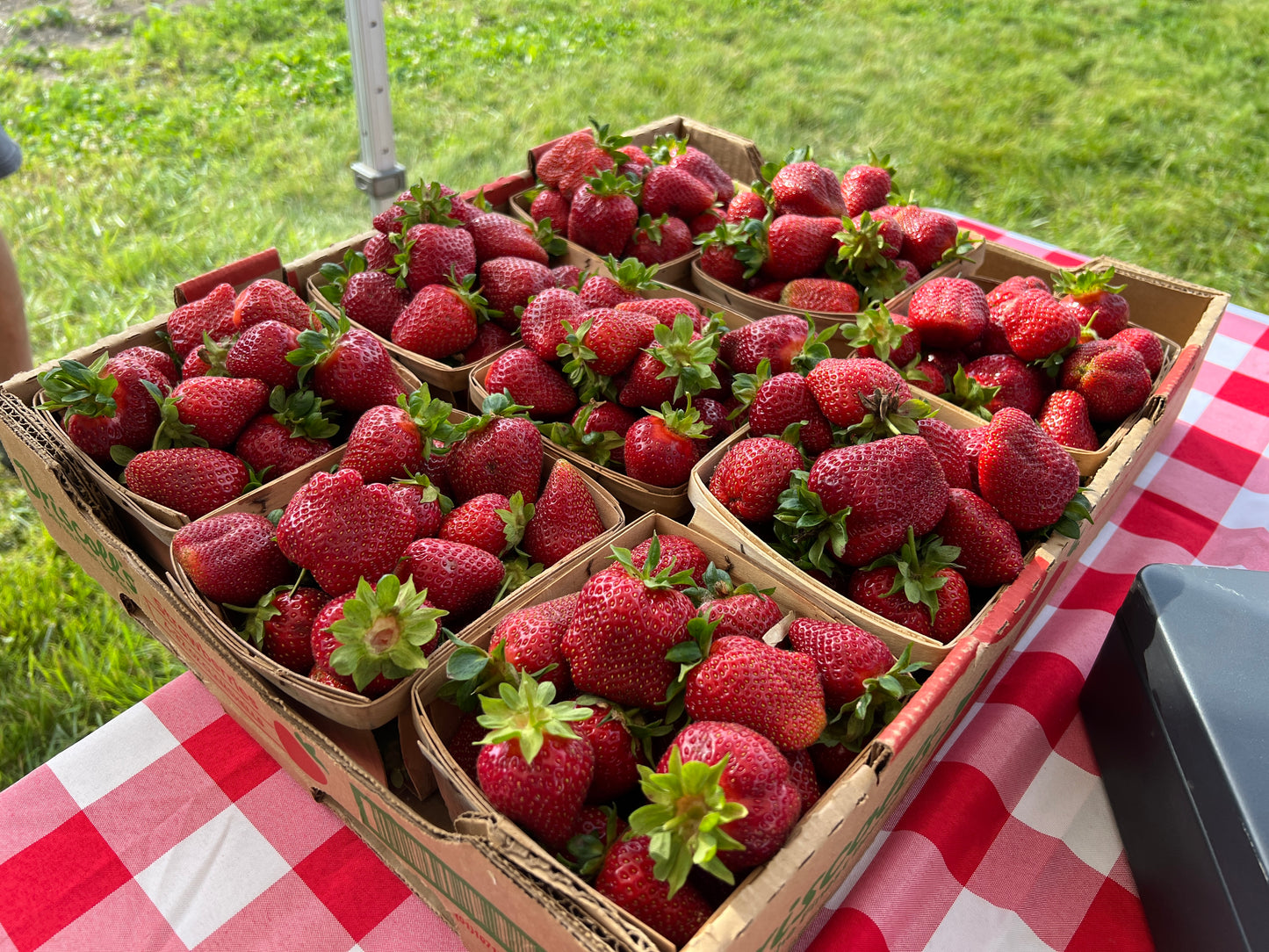 Berry Boost ~ Biochar and Nutrient Pack for Strawberry Success