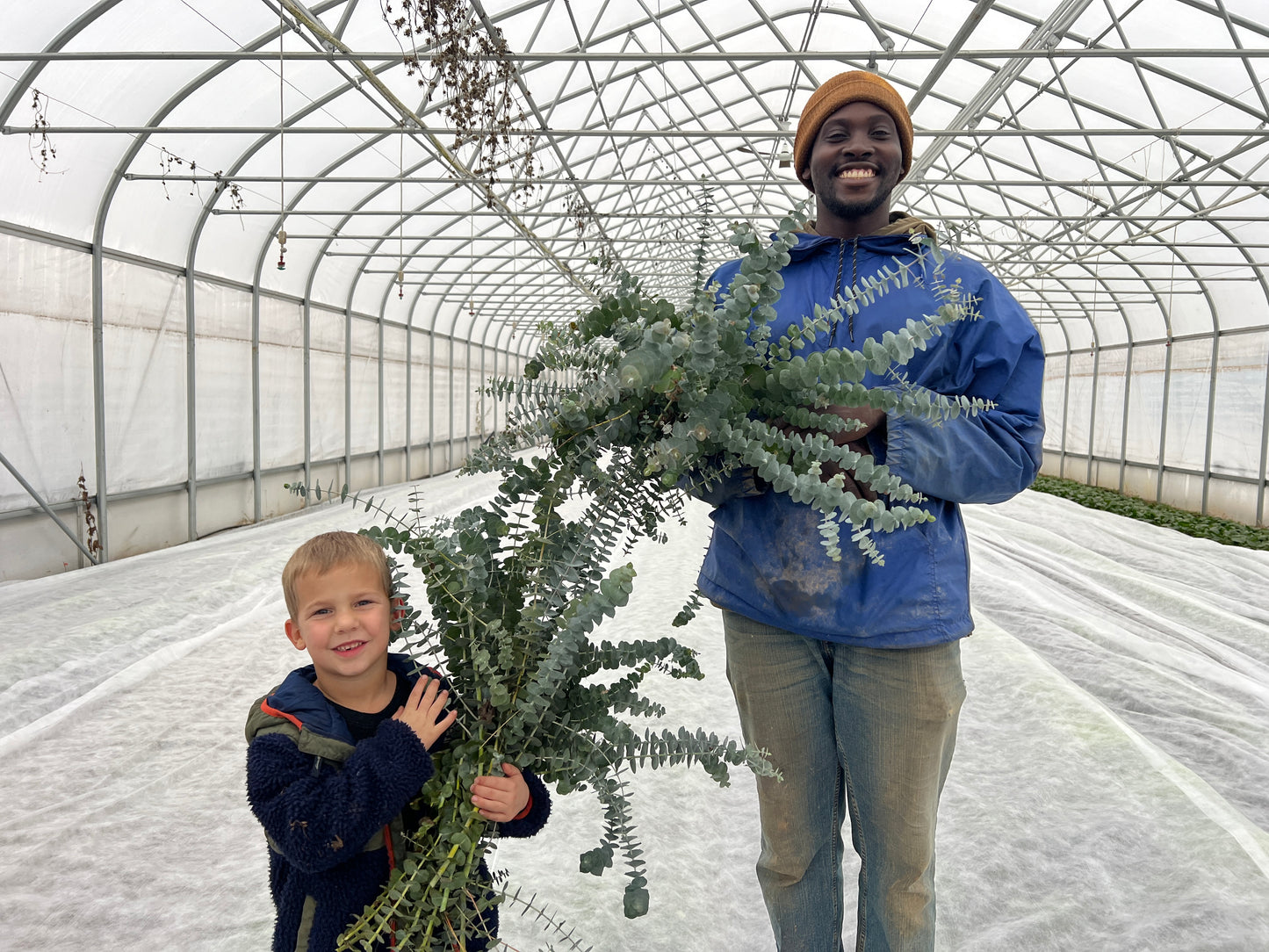 Silver Dollar Eucalyptus